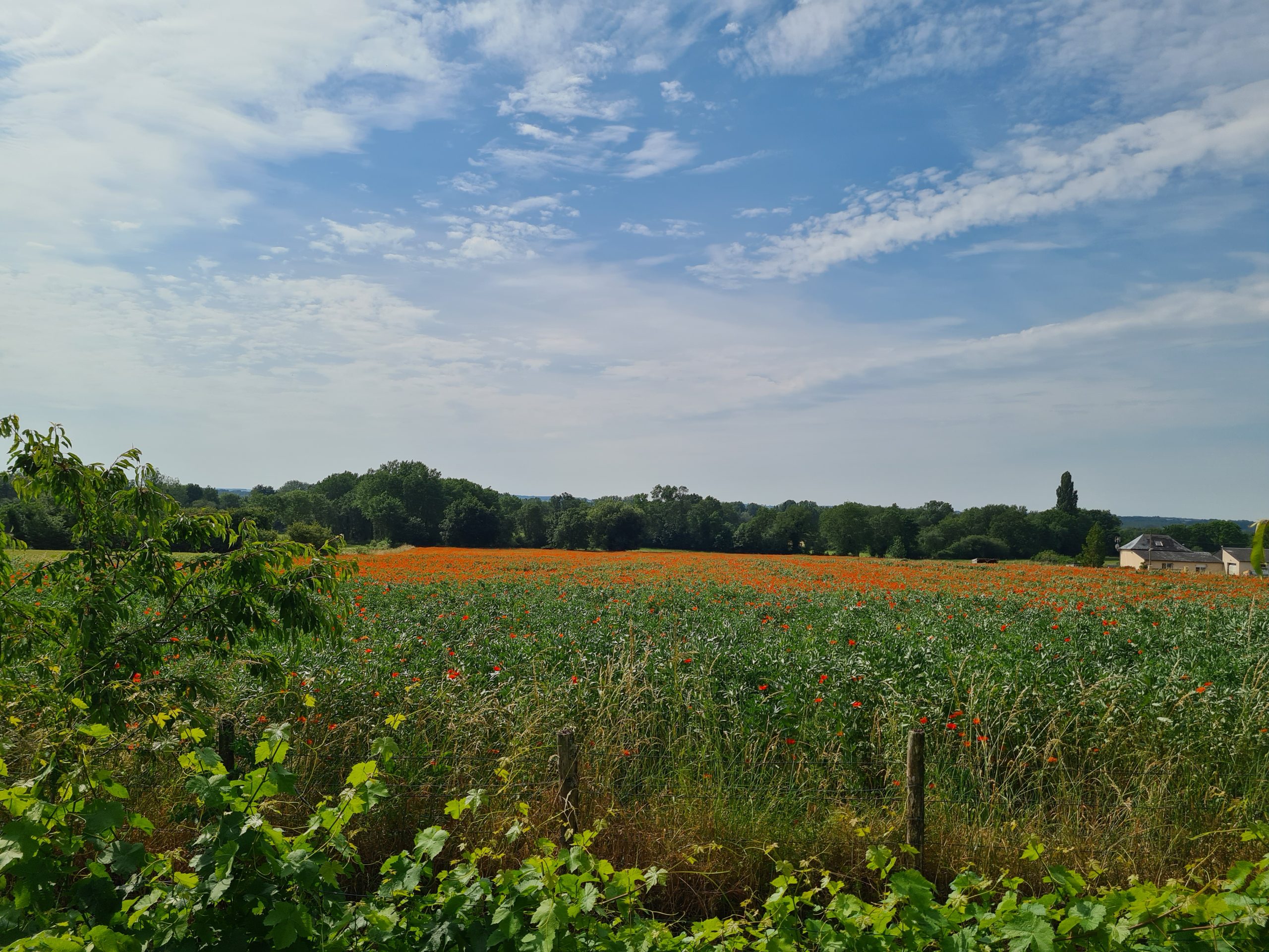 vue sur champ plein de coquelicot face au gîte