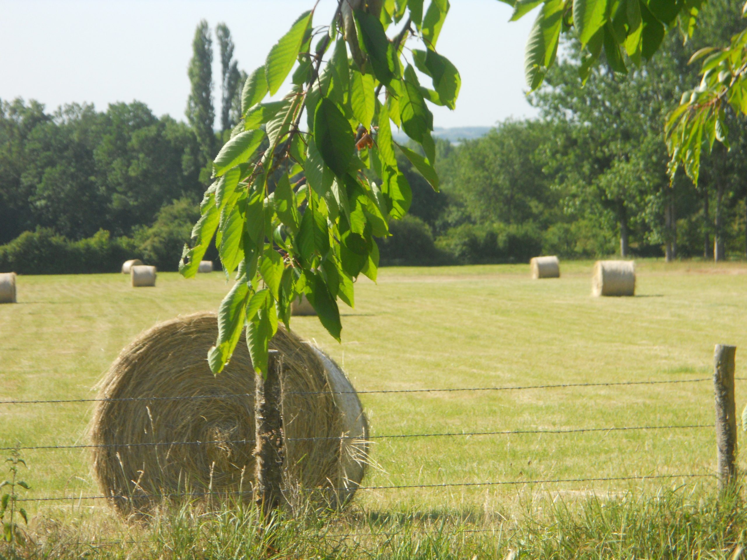 vue sur le champ avec rouleaux de paille face au gîte