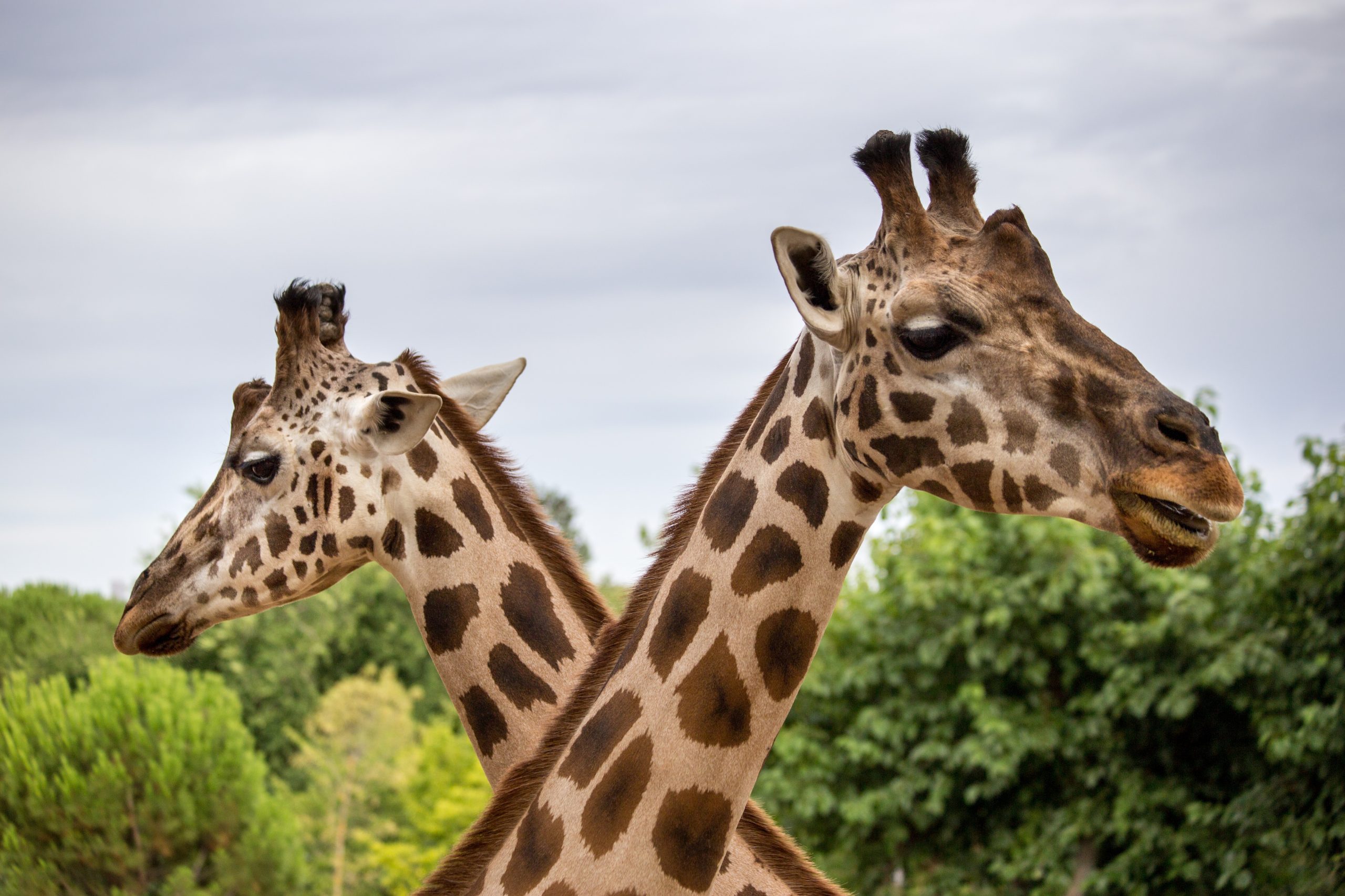 Girafes au zoo de La Flèche
